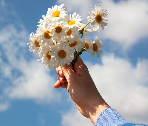 bodegon-de-flores-de-margarita-3-1-1-1